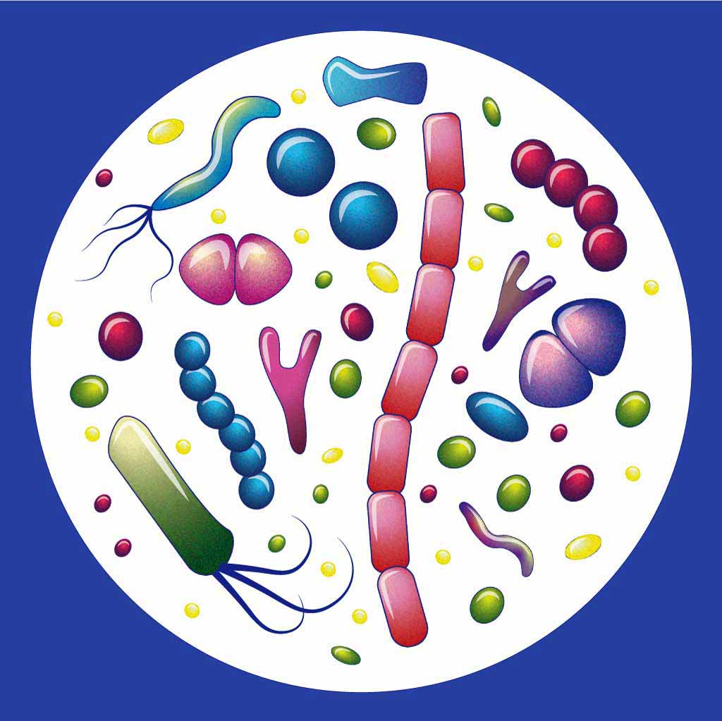 A healthy microbiota is diverse.